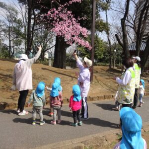 公園には早咲きの桜が咲いていました。