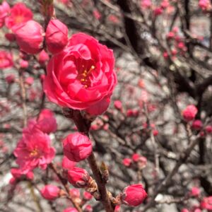 F先生が撮影された花桃の写真！とても美しいお花ですね。