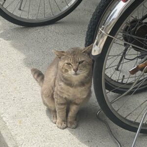 ツンデレな野良猫を見ることもK先生の癒しの1つだそうです。