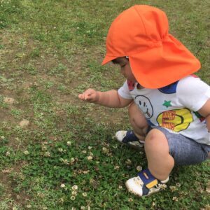 シロツメクサを観察して、お花を摘んでさらに近くで観察をしている園児さん。