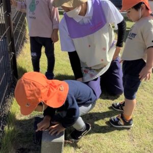 芝生にある石をどけてみると、そこにはダンゴムシが！