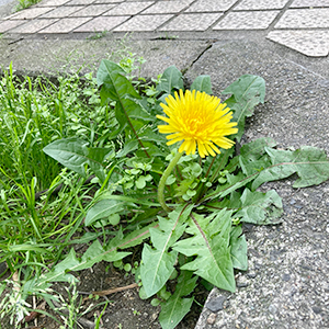 道路でみつけたたんぽぽの花