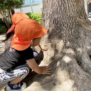 木の根元を観察する子どもたち